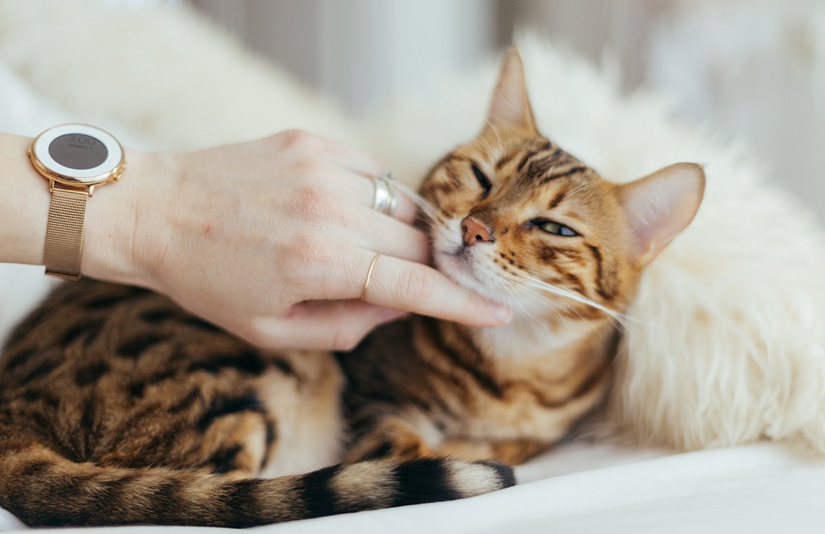 This adorable cat purring